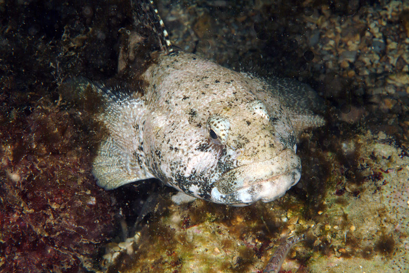 Gobius cobitis (ex-Zosterisessor ophiocephalus?)